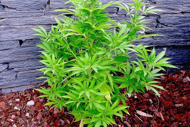 planta cannabis sativa en jardin
