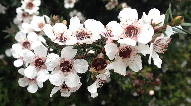 flores de manuka