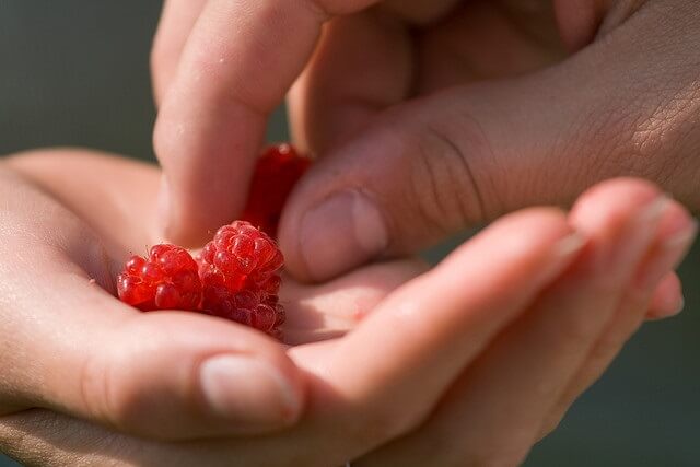 frutos rojos en una mano mientras otra mano coge una frutilla