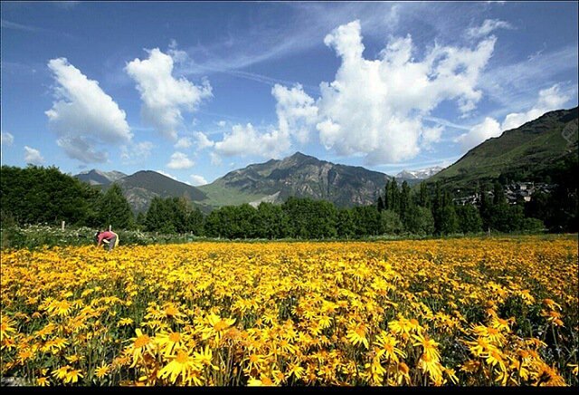 campos de arnica en el Pirineo