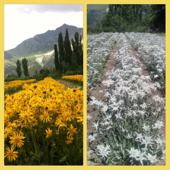 cultivo de árnica y edelweiss en el Pirineo