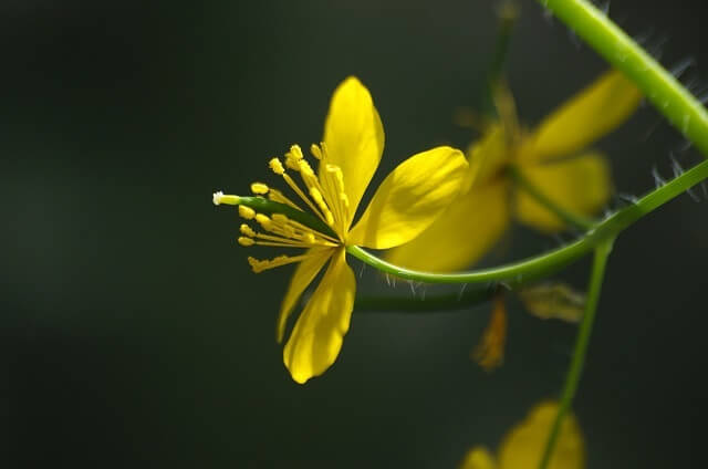 flor de celidonia