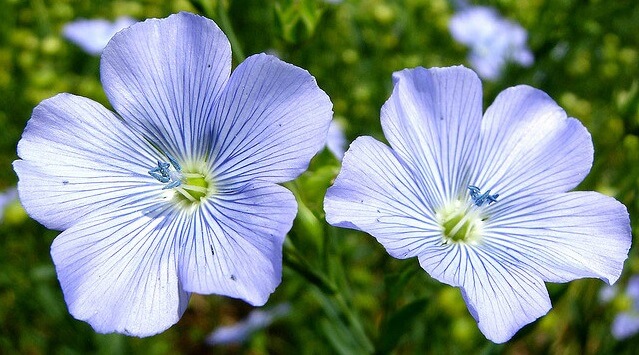 dos flores de lino