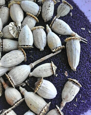 semillas y capsulas de amapola