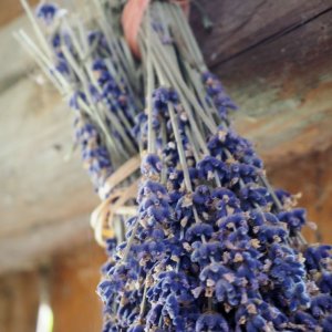 Alquimia herbal I